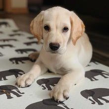 Load image into Gallery viewer, white puppy on elephant yoga mat
